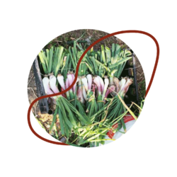 azienda-agricola-bio-sestri-levante-la-cardilla-03